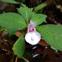 Impatiens truncata Thwaites